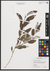 Foto von Salix caprea L. x Salix lapponum L.